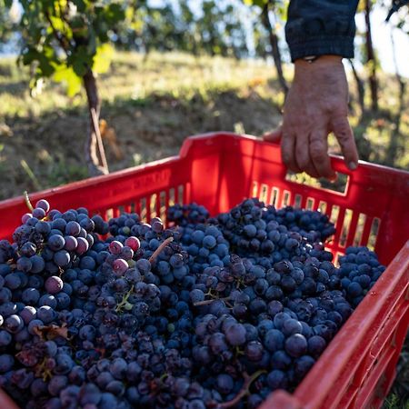 Agriturismo Antichi Poderi Gallina Neive Kültér fotó