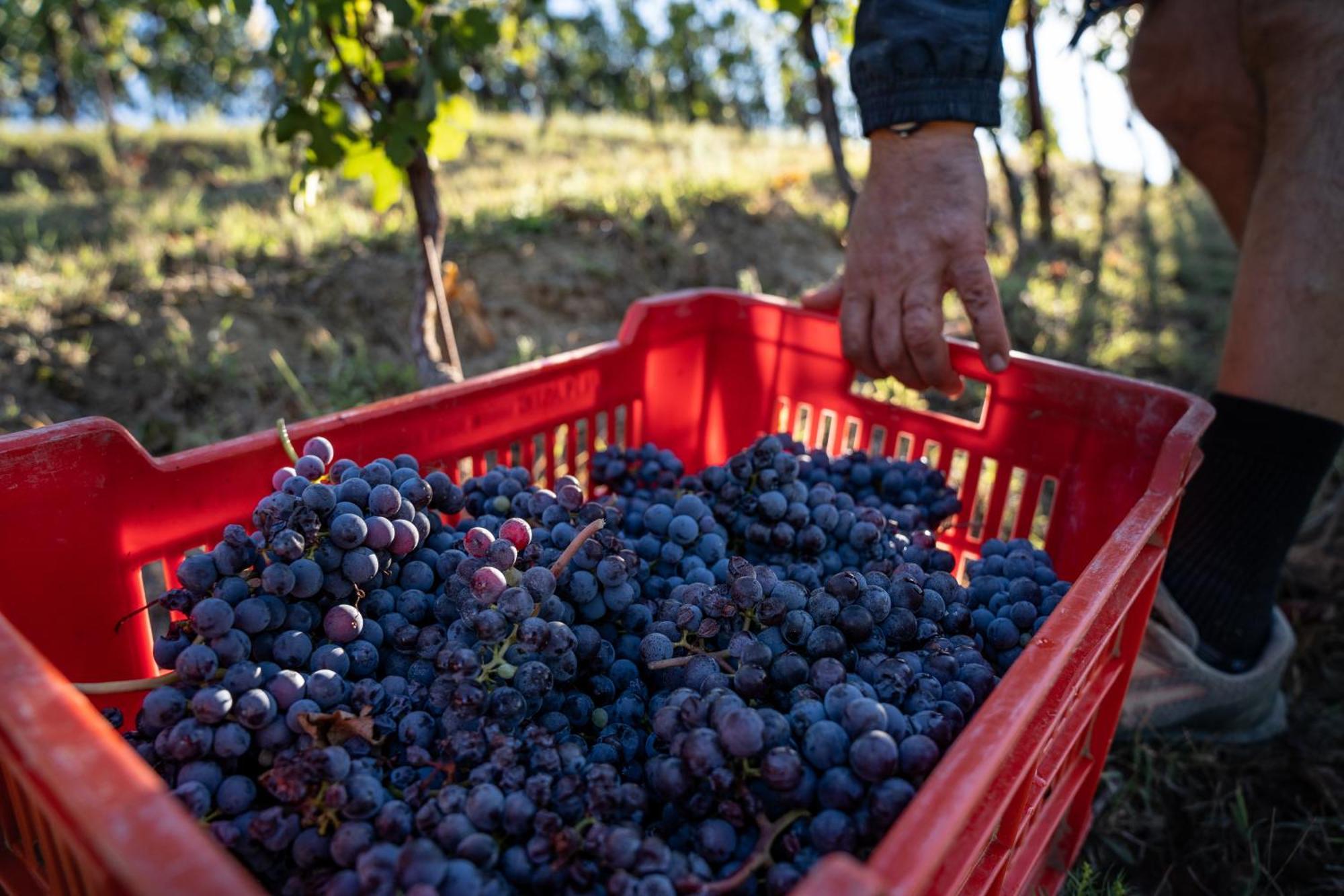 Agriturismo Antichi Poderi Gallina Neive Kültér fotó